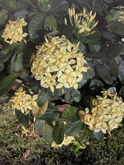 花 花の写真