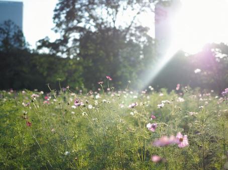 Pale Cosmos, JPG