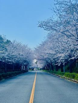 希望の道 希望の道 春,桜,桜並木の写真素材
