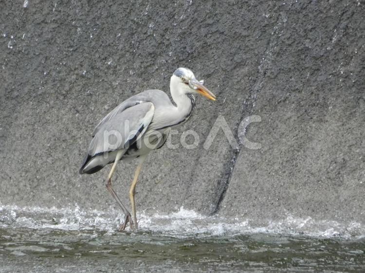 魚を呑み込む前のアオサギ 鳥,野鳥,アオサギの写真素材