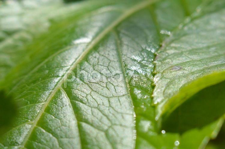 雨上がりのアジサイの葉 アジサイ,葉,緑の写真素材