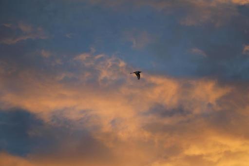 夕焼け 夕焼けの写真
