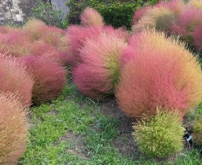 コキア コキアの写真