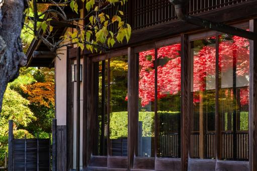 もみじ公園の秋(43) 秋,紅葉,モミジの写真素材