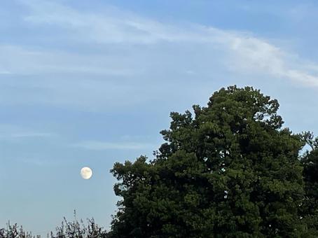 夕方の月の写真