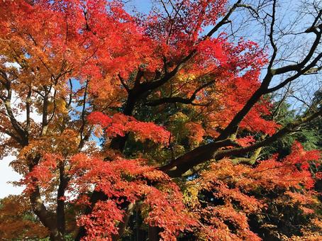 奥武蔵の紅葉 奥武蔵の紅葉の写真