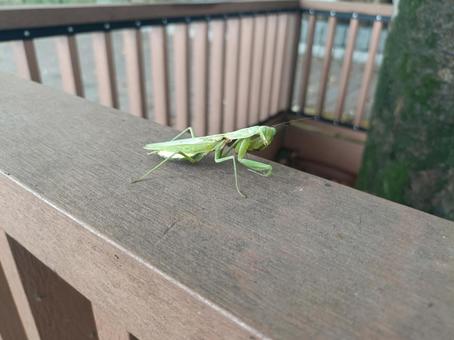 かまきり かまきり かまきり,昆虫,虫の写真素材
