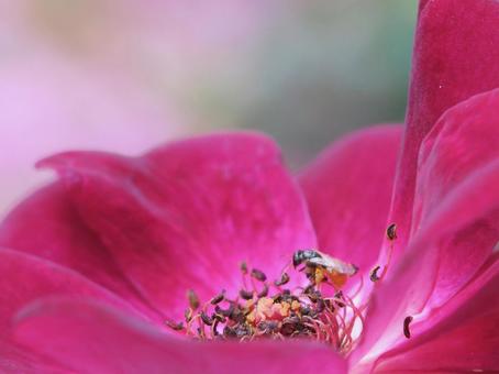 薔薇と蜂 薔薇と蜂の写真