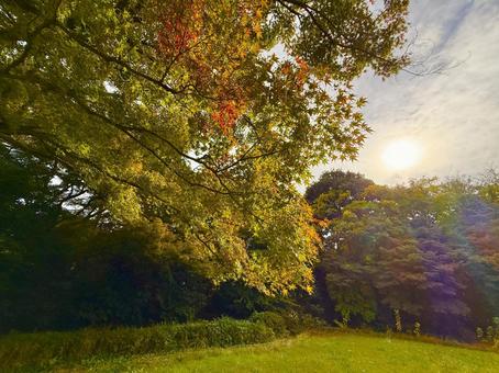 公園の紅葉と夕陽 空,秋,夕日の写真素材