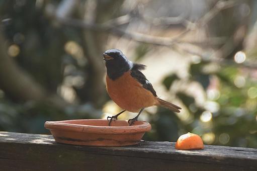 ジョウビタキ・庭に来る鳥 ジョウビタキ,野鳥,オスの写真素材