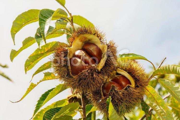 秋の味覚である木に実った栗の実 秋,栗,秋の味覚の写真素材