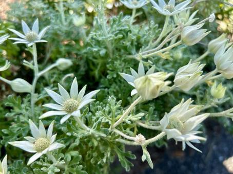 フランネルフラワーの白い花 フランネルフラワーの白い花の写真