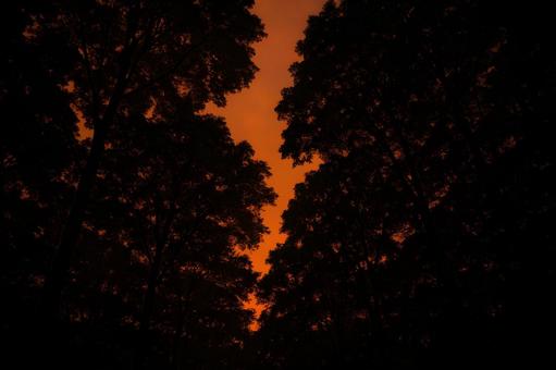 夕焼けの森の樹冠 夕焼けの森の樹冠の写真