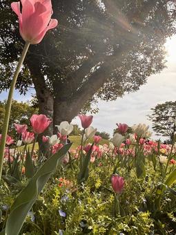 Flower Field, JPG Flower Field, JPG
