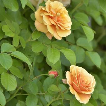 バラの花 バラの花の写真