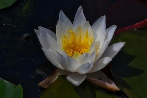 Water lily flower, JPG Water lily flower, JPG