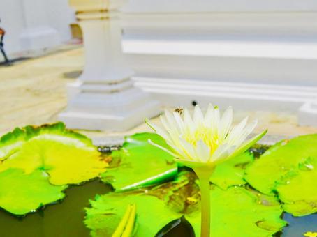 Water lotus flowers blooming in a temple in Bangkok, JPG