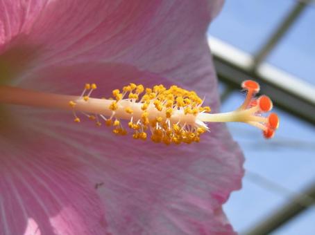 温室のピンク色のハイビスカス・花芯部分 温室のピンク色のハイビスカス・花芯部分の写真