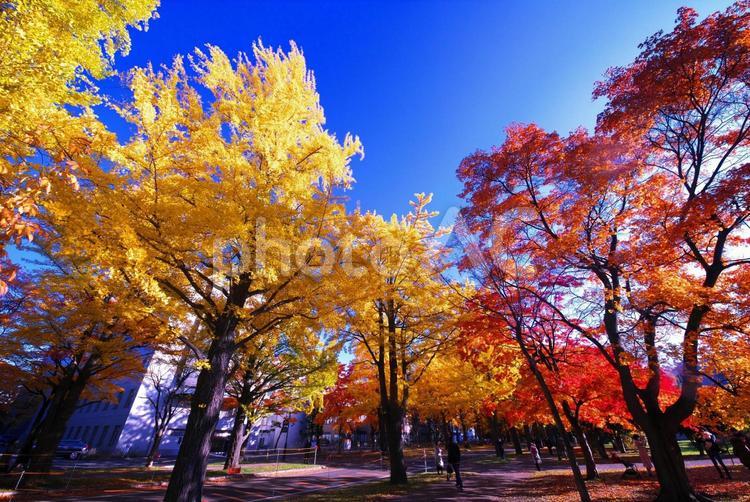 紅葉の輝き 紅葉,黄葉,綺麗の写真素材