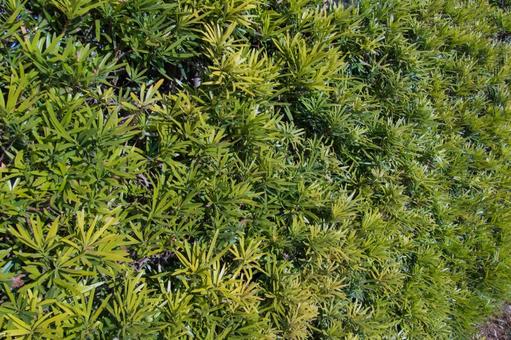 垣根のテクスチャ 垣根,テクスチャ,植物の写真素材