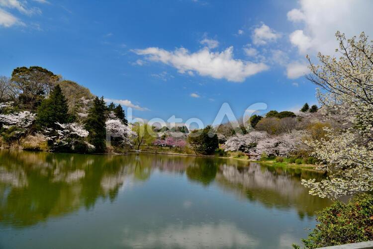 桜と池 池,青空,桜の写真素材
