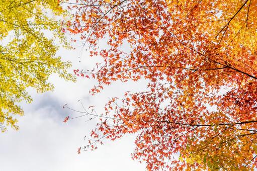 紅葉と秋の空の写真