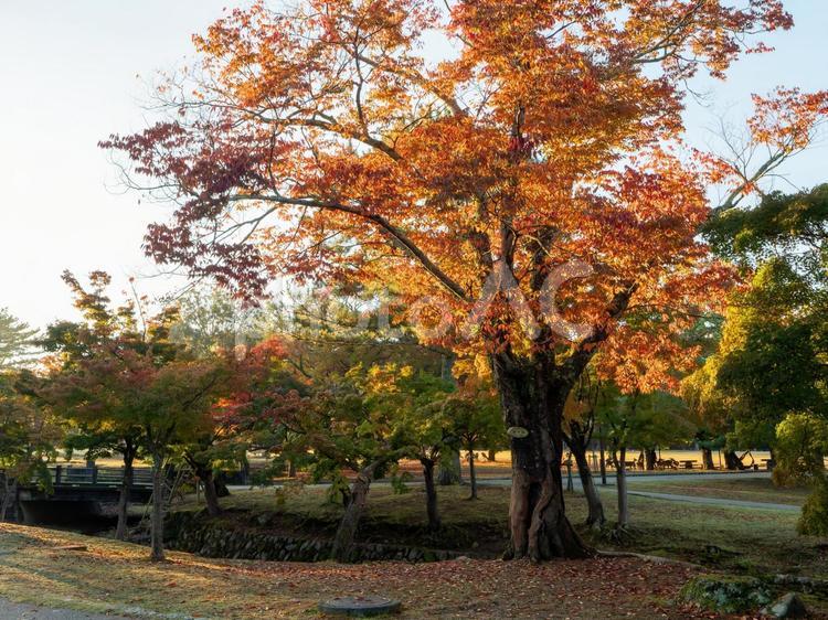 奈良公園の紅葉の風景 カラフル,紅葉,奈良公園の写真素材