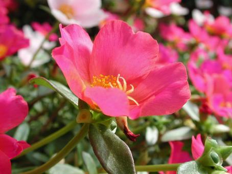 Photo, macro, garden species, colorful, 