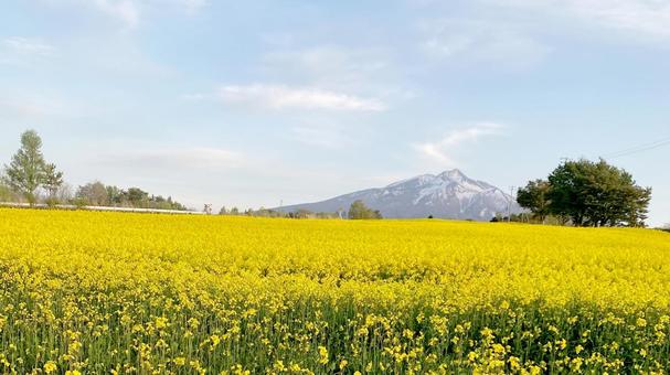 岩木山麓と菜の花畑 岩木山麓と菜の花畑 岩木山麓,菜の花,花畑の写真素材