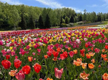 Tulip Fields, JPG Tulip Fields, JPG