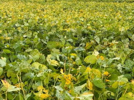 色どり豊かに広がる枝豆畑の秋の光景 色どり豊かに広がる枝豆畑の秋の光景 農業,畑,枝豆の写真素材