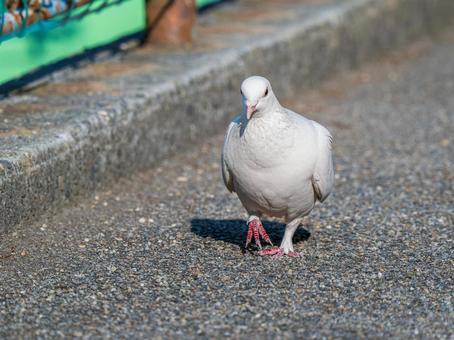地面を歩く白いドバト・白鳩 地面を歩く白いドバト・白鳩の写真
