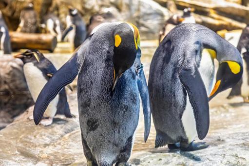 ペンギンのクローズアップ ペンギンのクローズアップ ペンギン,水族館,綺麗の写真素材