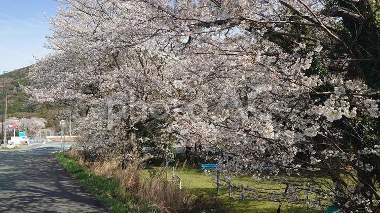 伊勢市五十鈴川沿いのソメイヨシノ満開 ソメイヨシノ,桜,満開の写真素材