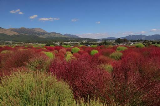 阿蘇山とコキア 阿蘇,南阿蘇,阿蘇山の写真素材