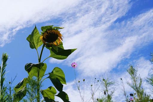 Image of a hot summer, JPG