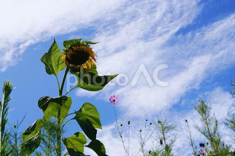 猛暑の夏のイメージ 夏,ひまわり,花の写真素材