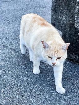 猫 猫の写真