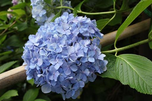 あじさい112 あじさい112 あじさい,アジサイ,紫陽花の写真素材