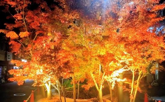 紅葉 秋,ライトアップ,夜の写真素材