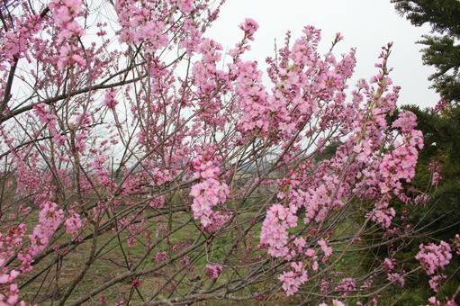 Sakura 11, JPG