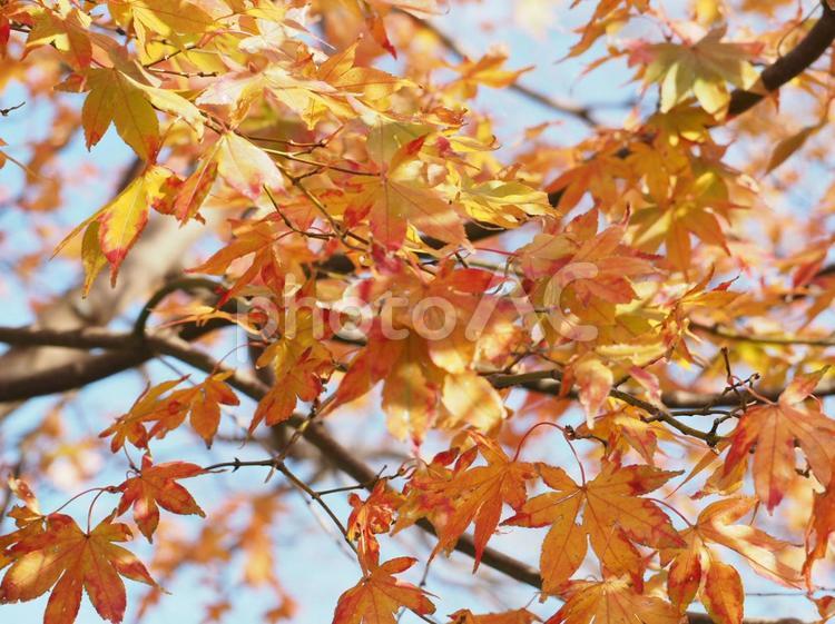 紅葉4 紅葉,背景素材,壁紙素材の写真素材