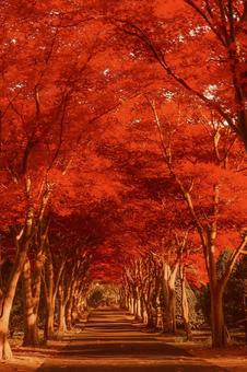 紅葉のトンネル 秋,もみじ,自然の写真素材