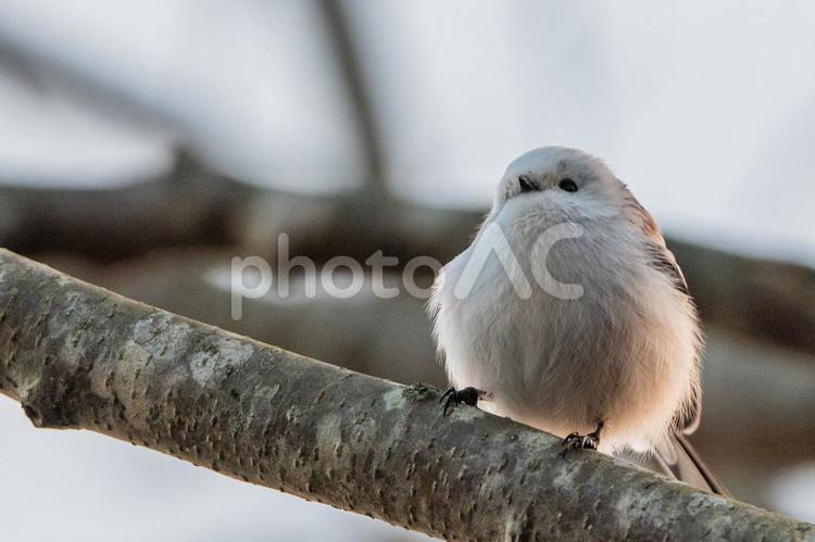 まん丸シマエナガ 北海道,シマエナガ,野鳥の写真素材