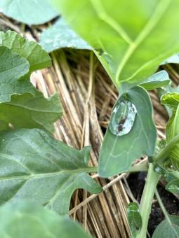 葉の上の水滴 水滴,葉,水の写真素材