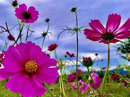 コスモス コスモス,秋桜,秋の写真素材