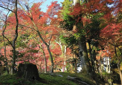 苔と紅葉 苔と紅葉の写真