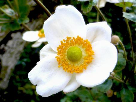 花壇に咲く白いシュウメイギク・花のアップの写真