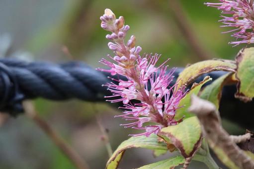 ピンクの花びらのミエカリソウの花のアップ ピンク,花びら,ミエカリソウの写真素材