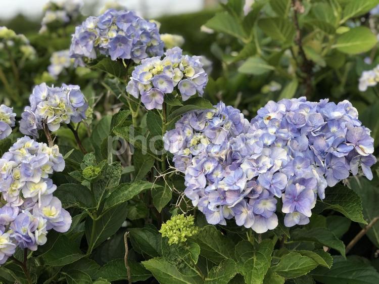 ハートのアジサイ あじさい,アジサイ,紫陽花の写真素材